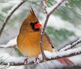 Cardinal