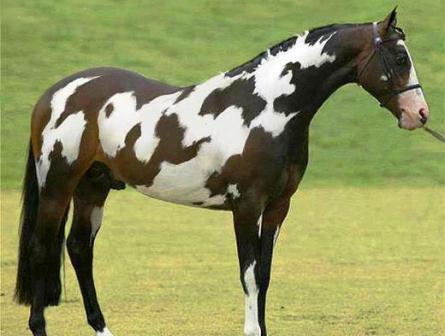 Horse-horse